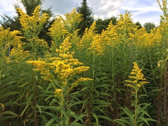 RAGWEED | Premier Dermatology